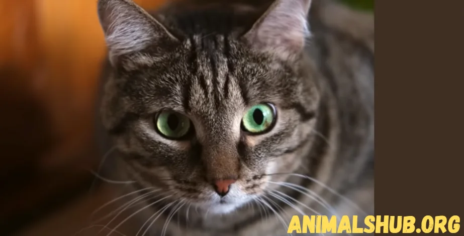 Close-up of a cat's eyes showing vibrant colors, illustrating how eye color relates to feline health.