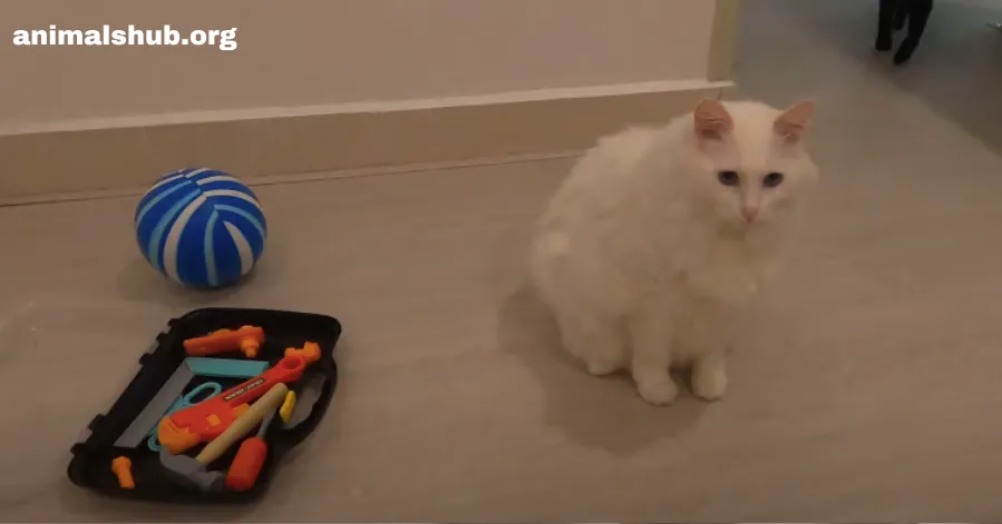 Toys For Deaf Cats-Interactive, Sensory, and Enrichment Options