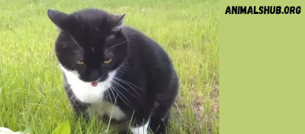 Cat Vomiting White Foam